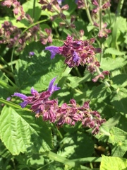 Salvia amplexicaulis