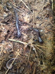 Plethodon metcalfi