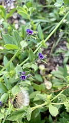 Asperugo procumbens