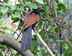 Centropus sinensis parroti