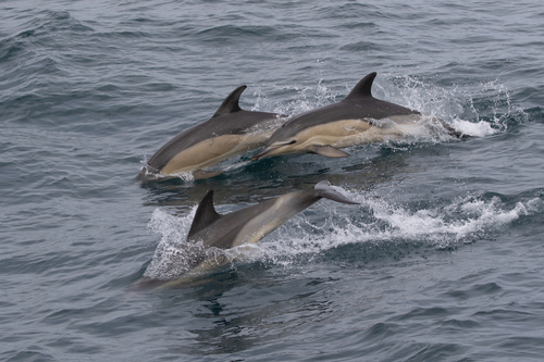 Short-beaked common dolphin