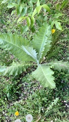 Onopordum acanthium