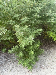 Vitex rotundifolia