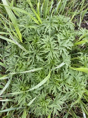 Leonurus glaucescens