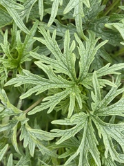 Leonurus glaucescens