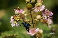 Zygaena ephialtes