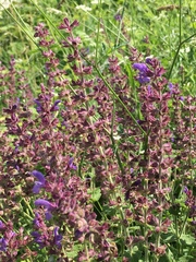 Salvia amplexicaulis