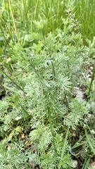 Artemisia austriaca