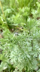 Artemisia austriaca