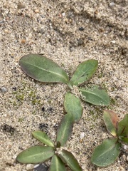 Hypochaeris maculata