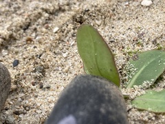 Hypochaeris maculata