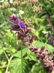 Salvia amplexicaulis