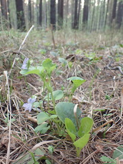 Viola sacchalinensis