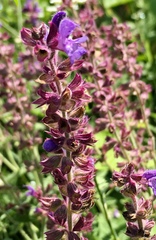Salvia amplexicaulis