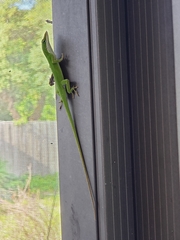 Anolis carolinensis