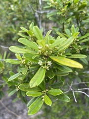 Ilex myrtifolia