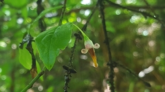 Vaccinium erythrocarpum