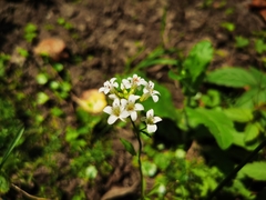 Lysimachia candida