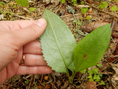 Cirsium oleraceum