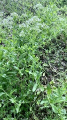 Lepidium draba