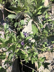 Solanum dulcamara