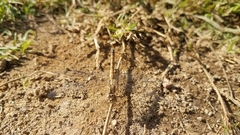 Brachythemis leucosticta