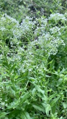 Lepidium draba