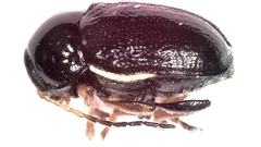 Cryptocephalus bameuli