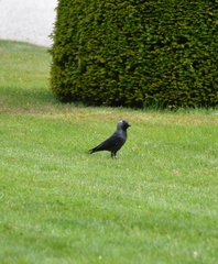 Corvus monedula
