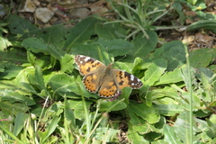 Vanessa cardui