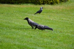 Corvus cornix × corone