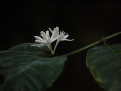 Coffea canephora