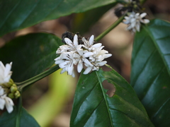 Coffea canephora