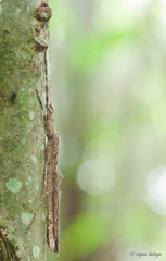 Trachythorax illaesa