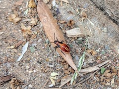 Spilostethus pandurus