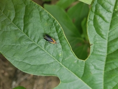 Mathildana newmanella