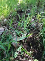 Epilobium roseum