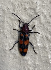 Zagymnus clerinus