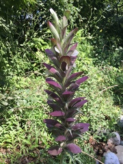 Acanthus spinosus