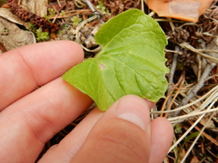 Viola epipsila