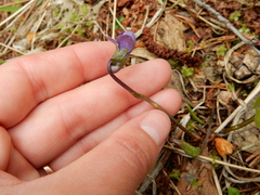 Viola epipsila