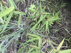 Dichanthelium mattamuskeetense