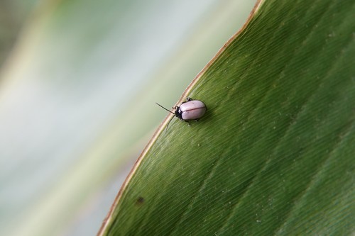 Hemipyxis yasumatsui · iNaturalist Canada