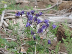 Aquilegia dumeticola