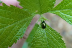 Plagiosterna formosana