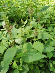 Stachys sylvatica