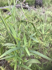 Dichanthelium mattamuskeetense