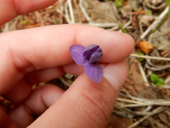 Viola epipsila
