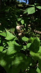 Celtis occidentalis