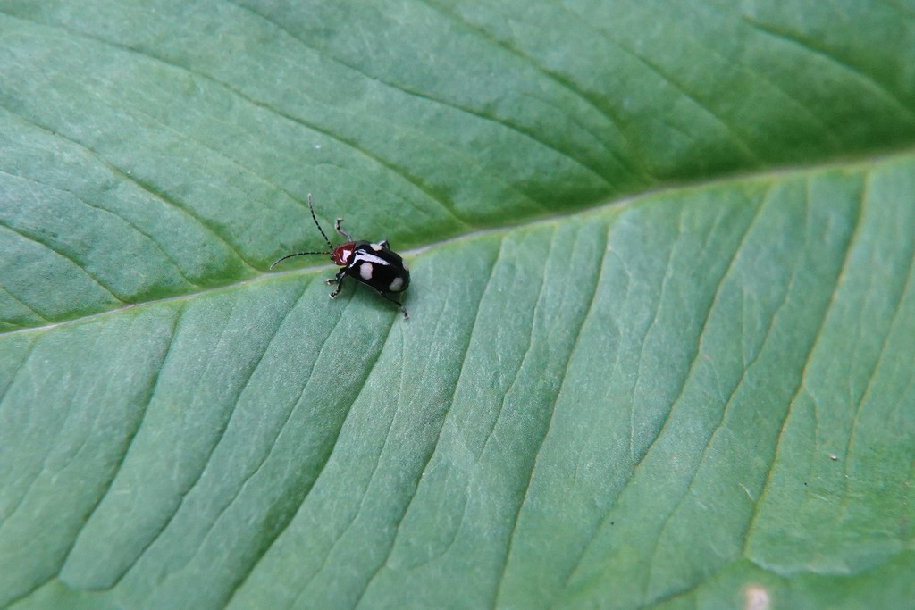 Hemipyxis yuae